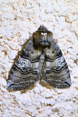 Réf. 336 454 : Tethea ocularis